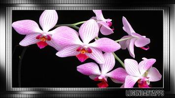 Orchid Wallpaper اسکرین شاٹ 1