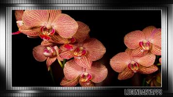 Orchid Wallpaper Ekran Görüntüsü 2