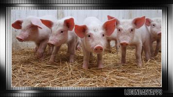 Little Pig Wallpaper اسکرین شاٹ 3