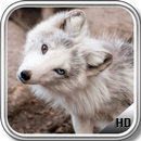 Polar Fox Wallpaper APK