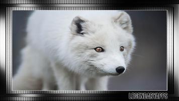 Polar Fox Wallpaper Plakat