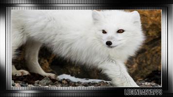 Polar Fox Wallpaper capture d'écran 1