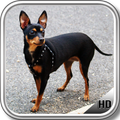 Pinscher Wallpaper