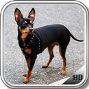 Pinscher Wallpaper APK