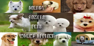 Dog Breed Identifier With Picture