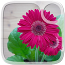 Rosa Blumen-Tapete APK