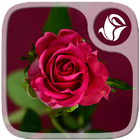 Fonds d'écran Roses icône