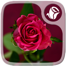 APK Roses Sfondi