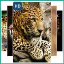 Leopard Wallpaper Live APK