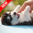 Husky Pup Wallpapers HD icon
