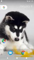 Husky Pup Wallpapers HD اسکرین شاٹ 3