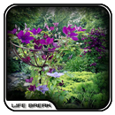 Clematis Design Ideas APK