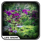 Clematis Design Ideas icon