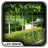 Modern Garden Hedges Design