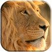 Lion Fond D'écran Animé