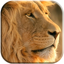 Lion Fond D'écran Animé APK