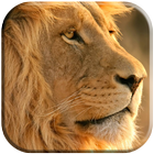 Lion Fond D'écran Animé icône