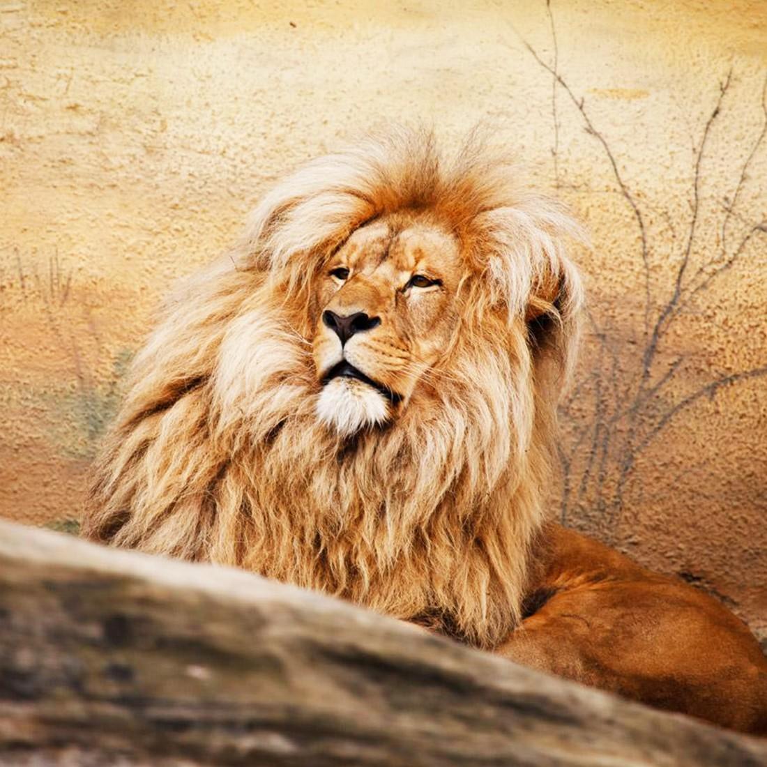 Африканский Лев. Красивые обои Лев. Большой Лев. Коричневый Лев. Купить льва живого
