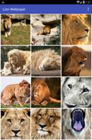 Lion Wallpaper पोस्टर