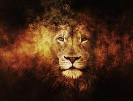 Lion Wallpaper plakat