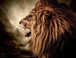 Lion Wallpaper screenshot 1