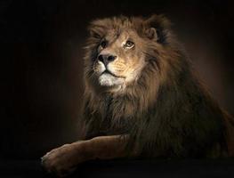 Lion Wallpaper screenshot 2
