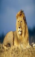 Lion Wallpaper Full HD تصوير الشاشة 1