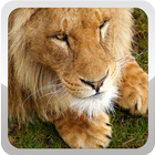 Lion Wallpapers أيقونة