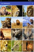 Lion Wallpapers الملصق