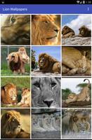 Lion Wallpapers تصوير الشاشة 1