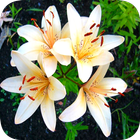 Lily Wallpaper آئیکن