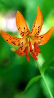 برنامه‌نما Lily Wallpaper عکس از صفحه