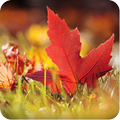 Beautiful Nature Wallpaper