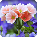 Spring Flower Wallpaper APK