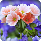 Spring Flower Wallpaper আইকন