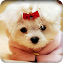 Cute Puppy Wallpaper APK