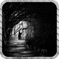 Dark Forest Wallpaper