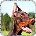 Doberman Wallpaper icono