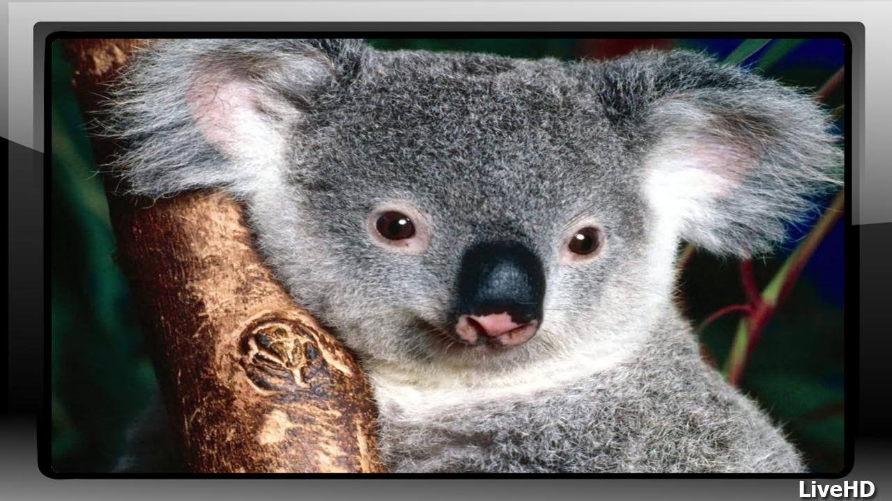 Koala Wallpaper For Android APK Download