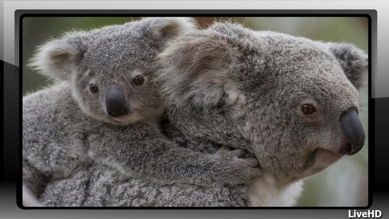 Koala Wallpaper For Android APK Download