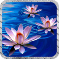 Lotus Wallpaper