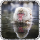 Monkey Wallpaper آئیکن