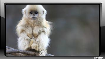 Monkey Wallpaper capture d'écran 3