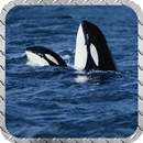 Orca Pack 2 Wallpaper APK