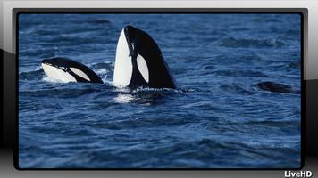 Orca Pack 2 Wallpaper captura de pantalla 3