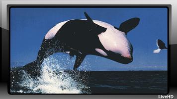 Orca Pack 2 Wallpaper imagem de tela 2