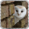 Owl Wallpaper