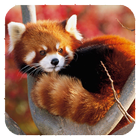 Red Panda Wallpaper ikon