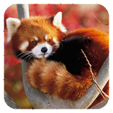 Red Panda Wallpaper icon