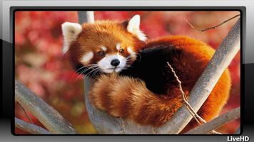 Red Panda Wallpaper ภาพหน้าจอ 1